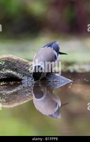 Weiblichen Gimpel Pyrrhula Pyrrhula am Teich trinken mit Spiegelung im Wasser Potton Bedfordshire Stockfoto