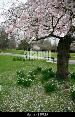 Kirschblüte in Walpole Park, Ealing, London Stockfoto