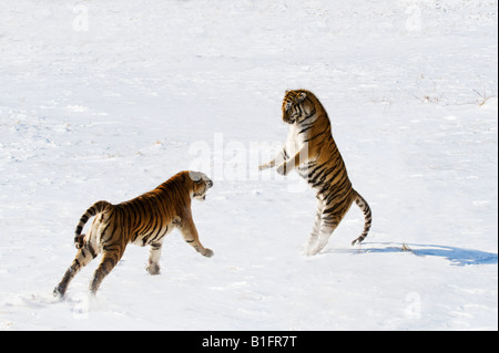 Sibirische Tiger im Schnee China kämpfen Stockfoto