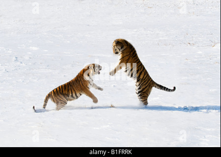 Sibirische Tiger im Schnee China kämpfen Stockfoto