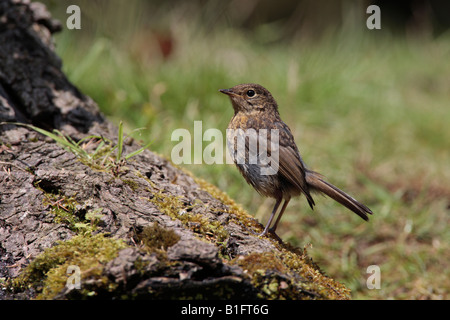 Young Robin Erithacus Rubecula auf Login Suche alert Potton Bedfordshire Stockfoto