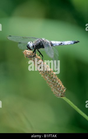 Knappen Chaser Libelle (Libellula Fulva) auf Wegerich Stockfoto