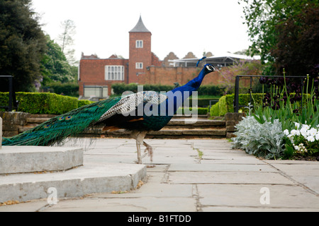 Pfau in Holland Park, Kensington, London Stockfoto