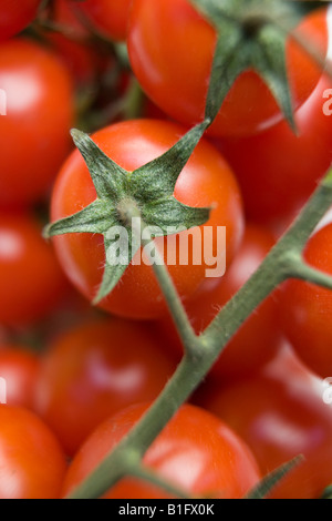 Mehrere rote Kirschtomaten auf grünen Storch Stockfoto