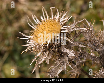 Toten Carline Distel Carlina Vulgaris (Asteraceae) Stockfoto