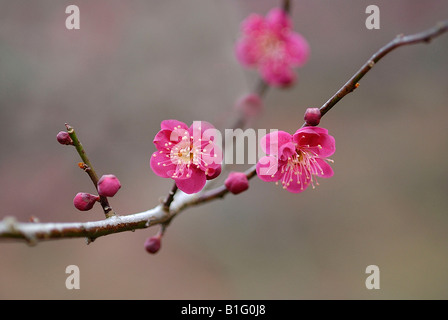 Rote Pflaume Blüten Stockfoto