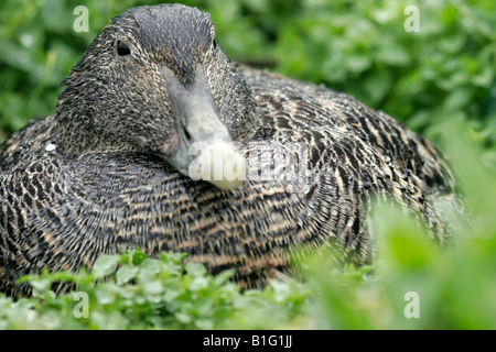 Weiblichen Eiderente auf ihrem Nest sitzen. Stockfoto