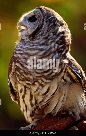 Streifenkauz, Hawk Mountain Sanctuary, Pennsylvania, USA Stockfoto