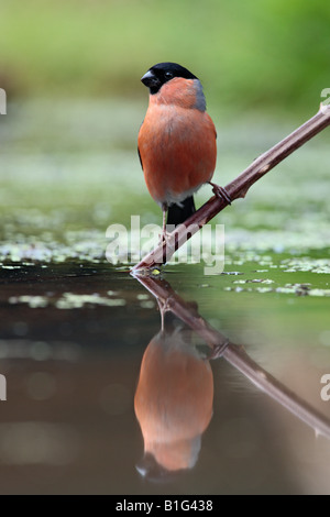 Gimpel Pyrrhula Pyrrhula am Teich trinken Potton Bedfordshire Stockfoto