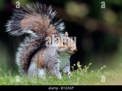 Graue Eichhörnchen Sciurus Carolinensis stehende Suche alert Potton Bedfordshire Stockfoto