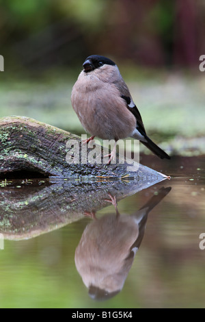 Gimpel Pyrrhula Pyrrhula am Teich trinken Potton Bedfordshire Stockfoto