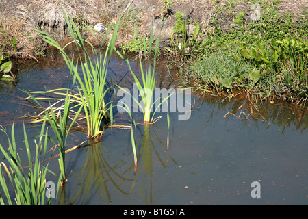 Schmutziges Wasser auf einem Seeufer in Florida mit Anzeichen von Kontamination. Stockfoto