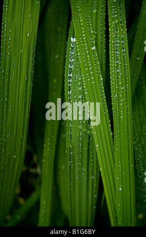 Regenwasser-Tröpfchen auf grünen Blättern Stockfoto