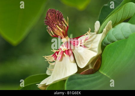 große helle Blume Magnoliaceae japanische schwarze Kiefer Pinus Thunbergii japanische Big-Blatt Weißstämmige Blume Magnolienbaum Asien ASI Stockfoto