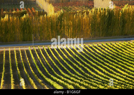 Mt Schwierigkeit Weinberg und Pappeln im Herbst Bannockburn Central Otago Südinsel Neuseeland Stockfoto