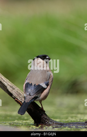 Gimpel Pyrrhula Pyrrhula am Teich trinken Potton Bedfordshire Stockfoto