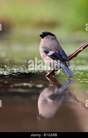 Gimpel Pyrrhula Pyrrhula am Teich trinken Potton Bedfordshire Stockfoto