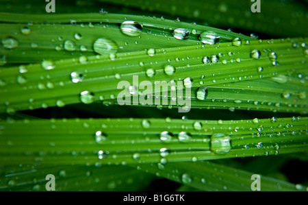 Regenwasser-Tröpfchen auf grünen Blättern Stockfoto