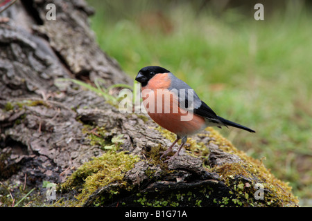 Gimpel Pyrrhula Pyrrhula am Teich trinken Potton Bedfordshire Stockfoto