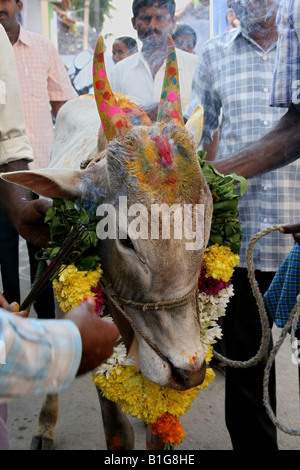 Heilige Kuh auf dem Weg zum Tempel von Dorfbewohner und Bauern während Pongal oder Sankranthi gesegnet Stockfoto