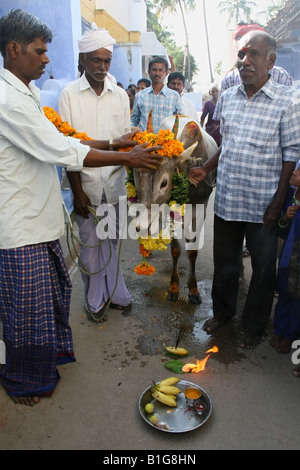 Heilige Kuh von Dorfbewohner und Bauern während der Hindu Hindu Erntefest Pongal oder Sankranthi genannt gesegnet. Stockfoto