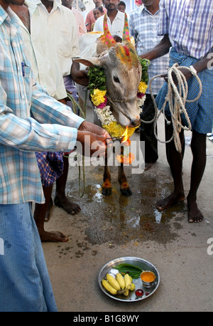 Heilige Kuh von Dorfbewohner und Bauern während der Hindu Hindu Erntefest Pongal oder Sankranthi genannt gesegnet. Stockfoto