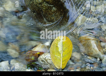 Gelbes Blatt und kleinen Bach, Parque Nacional Henri Pittier, Venezuela Stockfoto