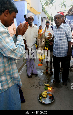 Heilige Kuh von Dorfbewohner und Bauern während der Hindu Hindu Erntefest Pongal oder Sankranthi genannt gesegnet. Stockfoto