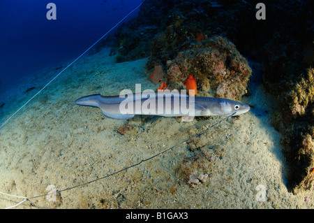 Conger Eel Conger Conger, Kroatien Adria Mittelmeer Cres Stockfoto