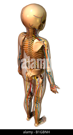 Anatomie des Kindes Mit Organen Kind Anatomie mit Organen Stockfoto