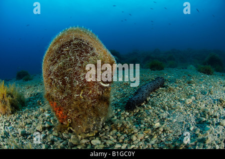 edle Steckmuschel auf dem Meeresboden, Pinna Nobilis, Kroatien Adria Mittelmeer Stockfoto