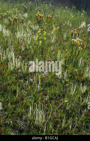 Thread-leaved Sonnentau Drosera Filiformis Var Tracyi Florida USA Stockfoto