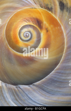 Shark's Eye Muschel (Neverita duplicata) Stockfoto