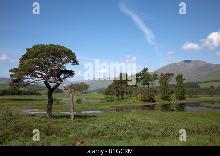 Loch Tulla Pines, Schottland Stockfoto