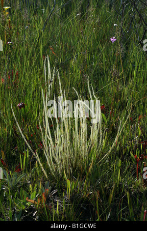 Thread-leaved Sonnentau Drosera filiformis var tracyi Florida USA Stockfoto