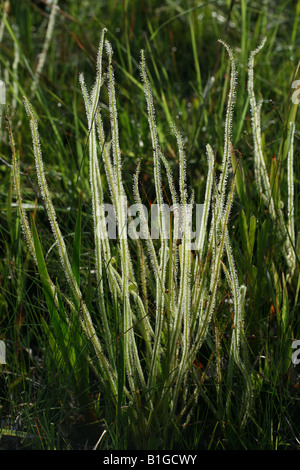 Thread-leaved Sonnentau Drosera filiformis var tracyi Florida USA Stockfoto