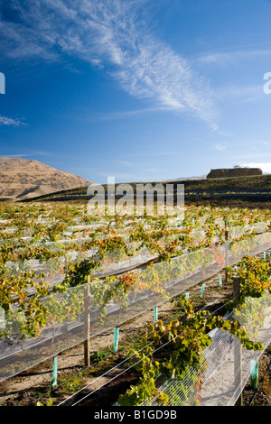 Domäne Straße Weinberg im Herbst Bannockburn Central Otago Südinsel Neuseeland Stockfoto