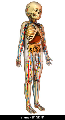 Anatomie des Kindes Mit Organen Kind Anatomie mit Organen Stockfoto