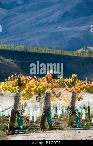 Domäne Straße Weinberg im Herbst Bannockburn Central Otago Südinsel Neuseeland Stockfoto