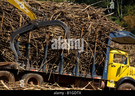 Maschinen sammelt Zuckerrohr und lädt LKW für den Transport in die Mühle für Ethanol und Zucker Produktion Brasilien Mai 2008 Stockfoto