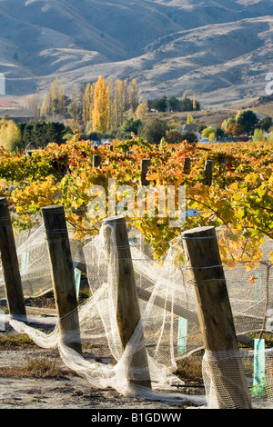 Domäne Straße Weinberg im Herbst Bannockburn Central Otago Südinsel Neuseeland Stockfoto