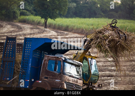 Maschinen sammelt Zuckerrohr und lädt LKW für den Transport in die Mühle für Ethanol und Zucker Produktion Brasilien Mai 2008 Stockfoto