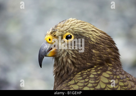 KEA Neuseeland Alpine Papagei Nestor Notabilis Milford Road Fjordland Südinsel Neuseeland Stockfoto