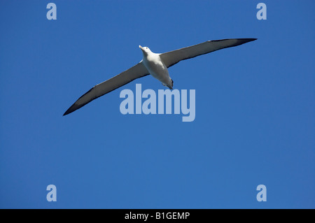 Royal Albatross Taiaroa Head Otago Halbinsel Dunedin Südinsel Neuseeland Diomedea epomophora Stockfoto