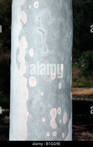 Spotted Gum Bark-Eucalyptus Maculata - Familie Myrtaceae Stockfoto