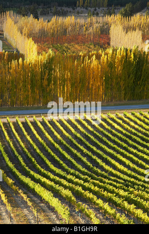 Mt Schwierigkeit Weinberg und Pappeln im Herbst Bannockburn Central Otago Südinsel Neuseeland Stockfoto