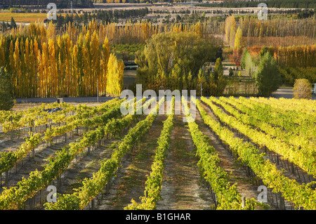 Mt Schwierigkeit Weinberg und Pappeln im Herbst Bannockburn Central Otago Südinsel Neuseeland Stockfoto