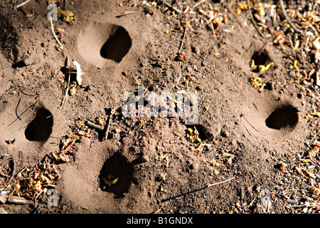 Antlion Larven oder v-Waffen Löcher am Boden gemacht Stockfoto