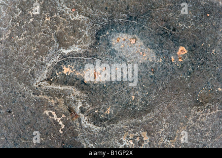 Versteinerte Fußabdrücke von Dinosauriern in den Felsen eingebettet Stockfoto