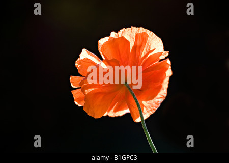 Rote Mohnblume niedrigen Winkel Ansicht dunklen Hintergrund Stockfoto